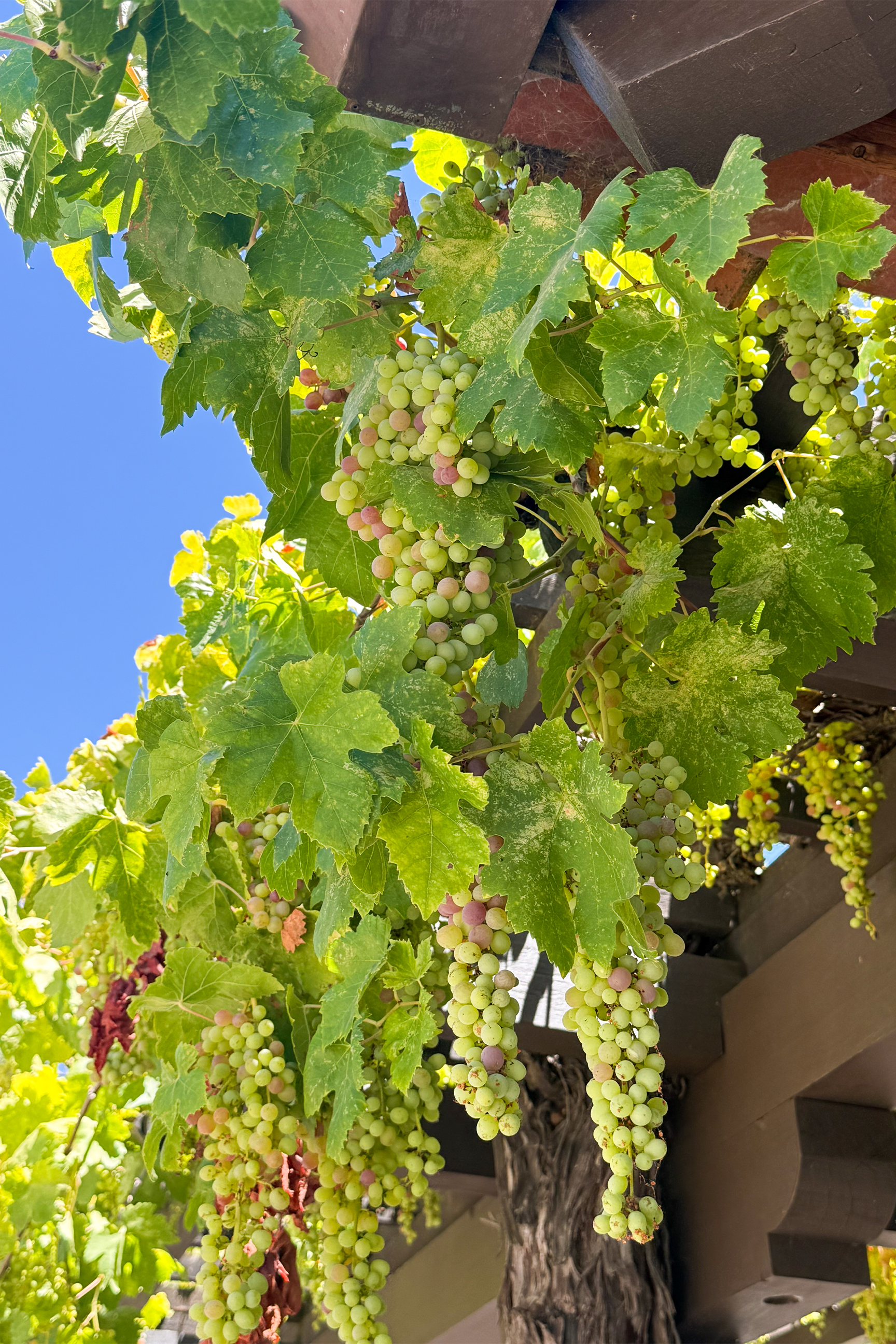 Gainey Vineyards Santa Ynes - Wine Grapes